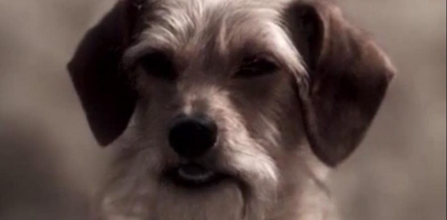 Pet Shelter Roadside